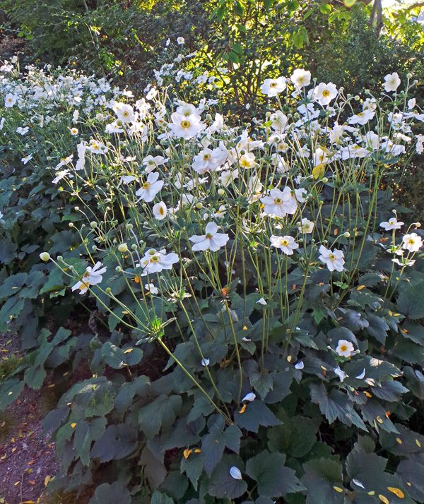 Anemone Honorine Jobert in flower.