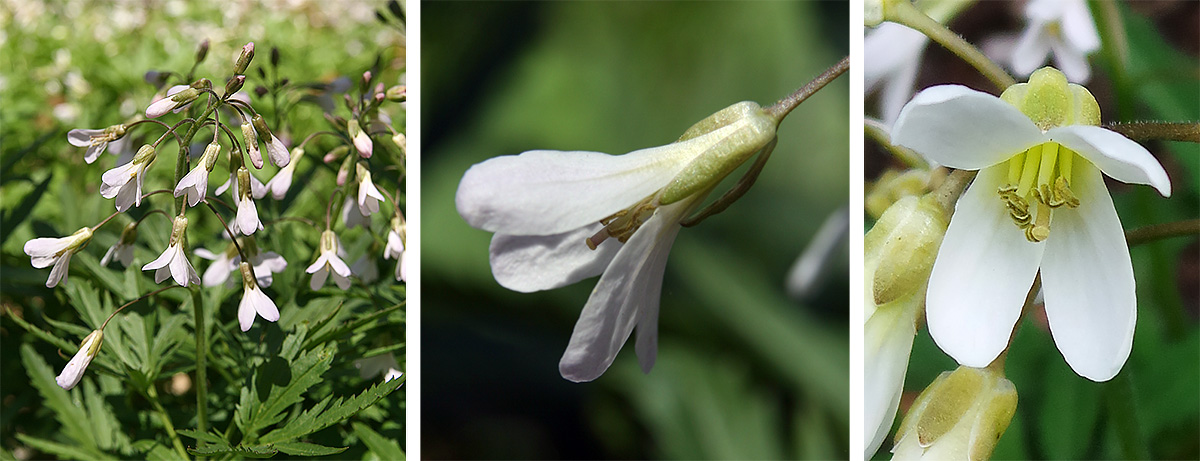 Cutleaf toothwort blooms in loose terminal racemes (L), with white flowers on long stalks (C) and four petals (R).