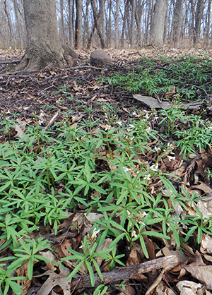 Cutleaf toothworth grows best in rich soils under deciduous trees.