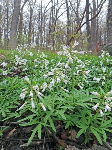 Cutleaf toothwort, Cardamine concatenata, in habitat.