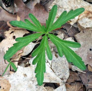 The leaves have three deeply cut lobes that make it appear 5 parted.