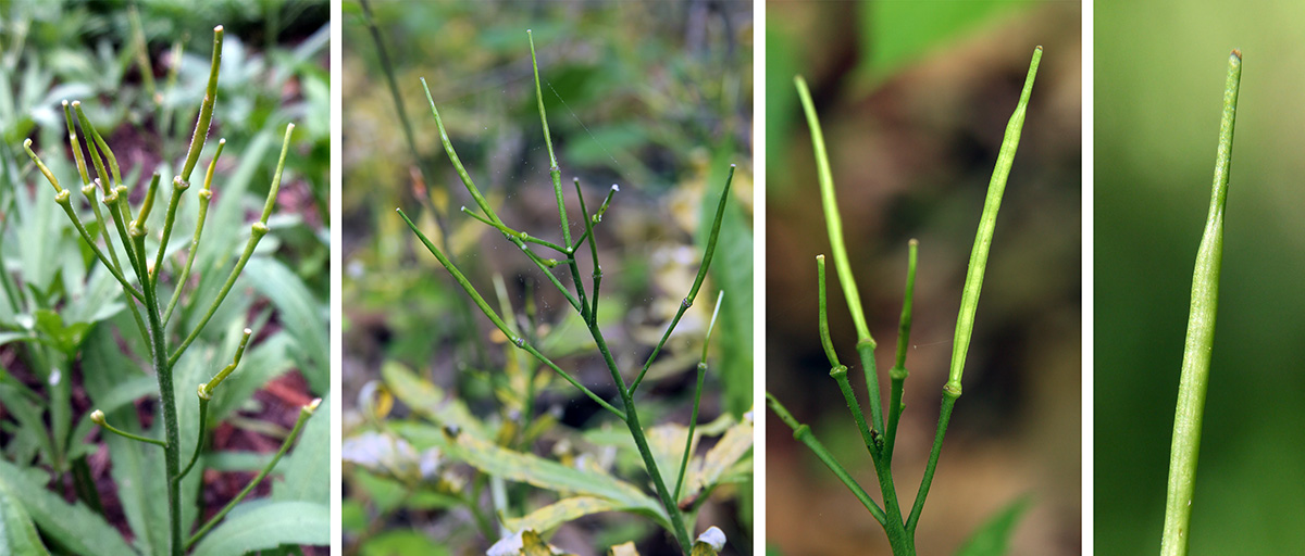 Flowers are followed by elongated fruits (L-RC) with a slender beak (R).