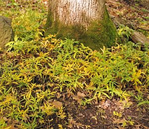 The foliage turns yellow in late spring.