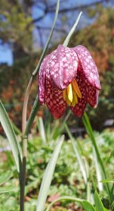 The nodding flowers have 6 patterned tepals.