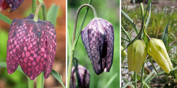 Guinea hen flowers vary in color from red (L) to pink or purple (C), or white (R).