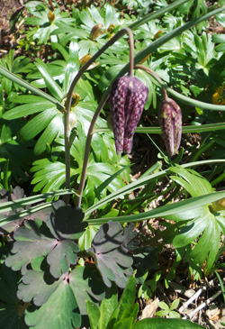 Guinea hen flower combines well with other perennials.