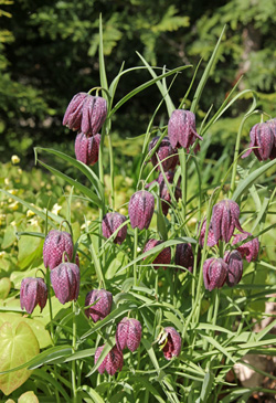 Guinea hen flower is at home in the meadow garden, cottage garden or rock garden.