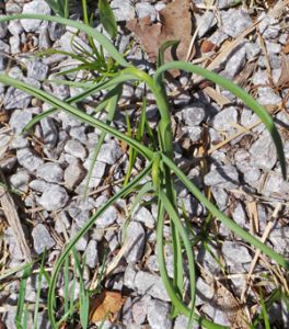 The plants have an open habit with widely spaced leaves.