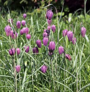 Guinea Hen Flower, Fritillaria meleagris – Wisconsin Horticulture