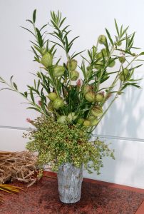 Stems with pods can be cut to use in floral arrangements.