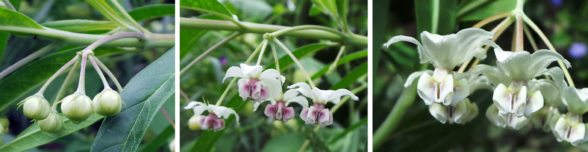 The unusual waxy flowers emerge from tight buds (L) and may be all white (R) or suffused with pink or purple (C).