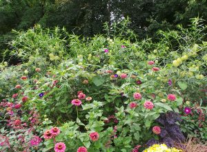 Place balloon plant behind shorter annuals.