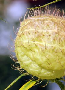 The pods are covered with long hair-like spines.