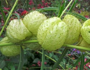 Collect seed from ripe pods just as they burst open.