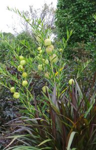 The unusual fruits add texture and interest in the garden.