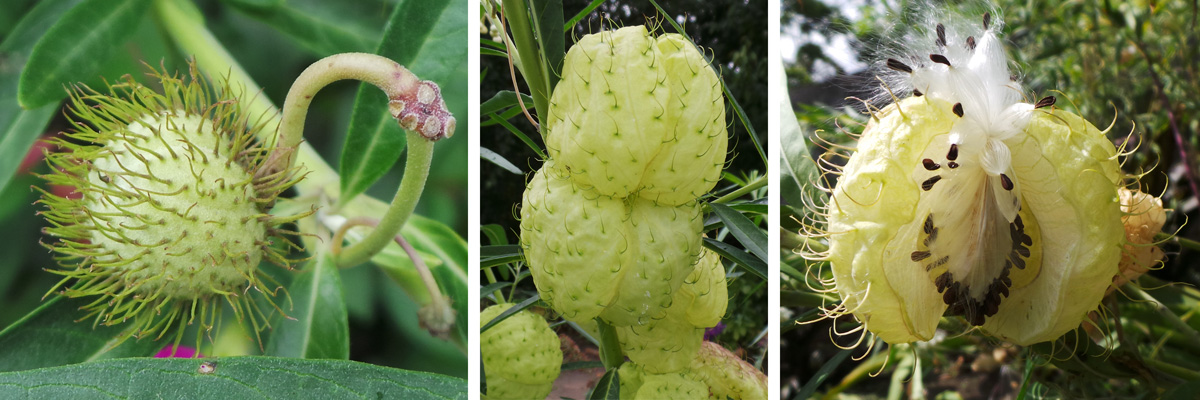 The softly spiny pods (L) become inflated (C) and eventually release the seeds, each with a hairy pappus (R).