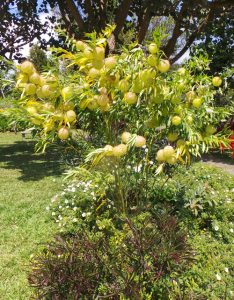 Balloon plant, Gomphocarpus physocarpus.