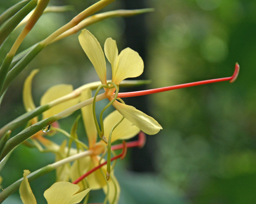Each flower has yellow petals and a prominent long red-orange stamen.