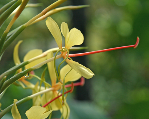 Kahili Ginger, Hedychium gardnerianum – Wisconsin Horticulture