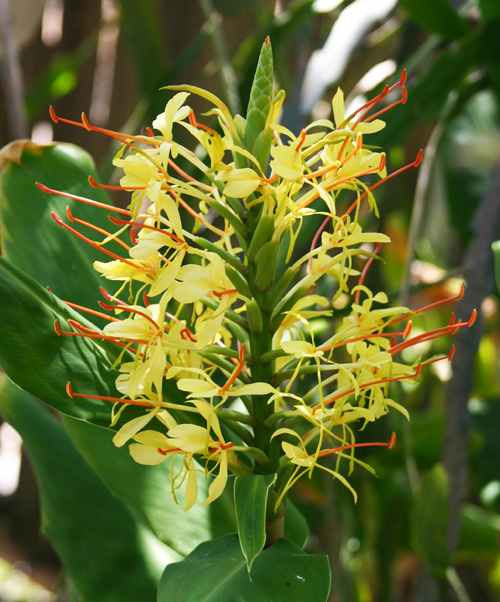 Kahili ginger in bloom.
