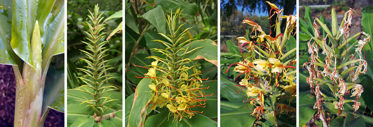 Flowering sequence from bud emerging at leaf tip (L), early bud (LC), early blooming (C), late bloom (RC) and spent flowers (R).