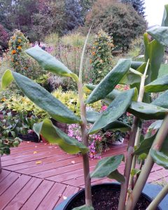 Kahili Ginger Hedychium Gardnerianum Wisconsin Horticulture