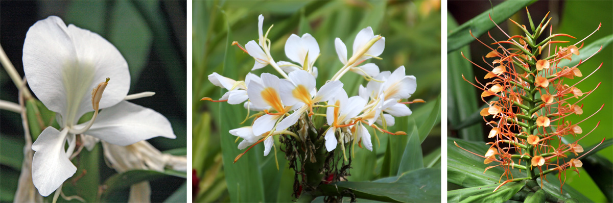 White ginger, Hedychium coronarium (L); yellow ginger, H. flavescens (C); and red ginger, H. coccineum (R).