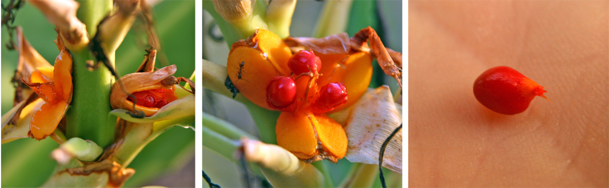 The orange fruit capsules (L), open (C) to reveal the bright red seeds (R).