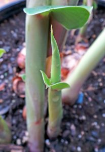 A new shoot emerging from the soil.