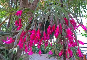 A brilliant pink-flowered specimen blooming in the DC Smith Conservatory on the UW-Madison campus.