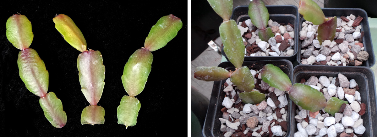 Stem cuttings (L) and cuttings potted up for rooting (R).