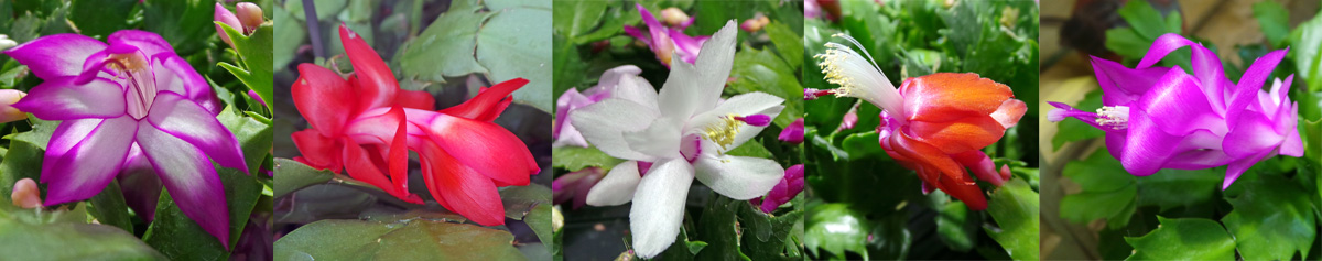 Flowers of holiday cactus come a range of shades, including bicolor (L), red (LC, white (C), almost orange (RC) and pink (R).