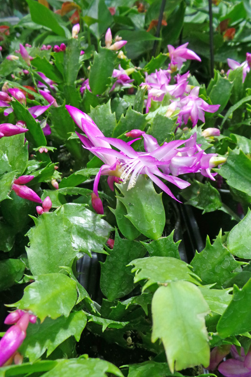 Holiday cactus for sale.