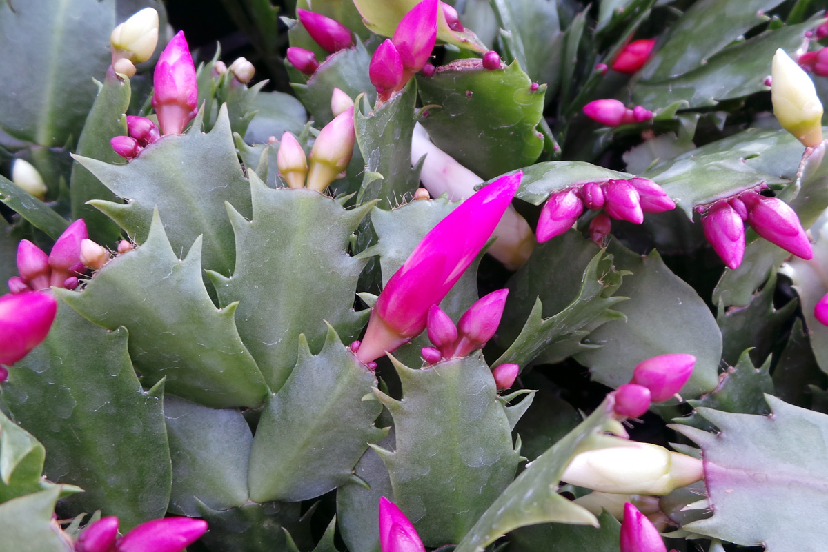 Holiday cactus plants in bud.