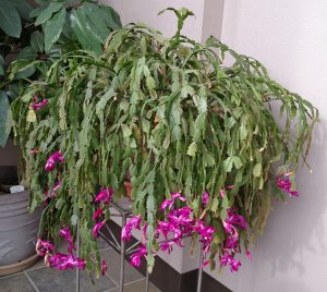 A large, old blooming holiday cactus.