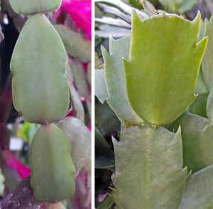 The leaves of a holiday cactus can help identify its parentage: the hybrid S. xbuckleyi has more rounded leaf edges (L) while S. truncata has pointed projections on the leaves (R).