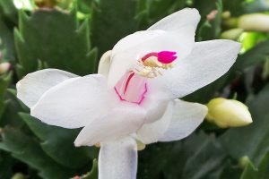 A white holiday cactus flower brightened with a hint of pink.