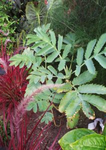 La miel se utiliza como planta ornamental estacional en climas fríos.