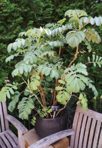  honningbush ved Olbrich Botaniske Haver, Madison, med.