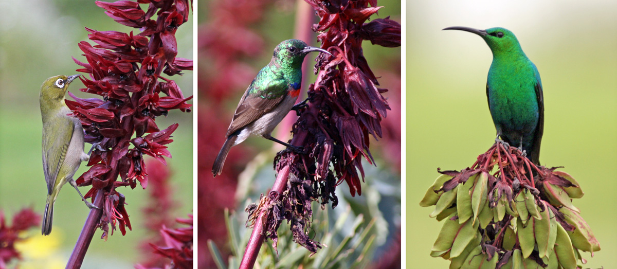 The flowers produce copious nectar that attracts nectar-feeding birds including silvereye (L), double-colalred sunbird (C) and malachite sunbird (R).