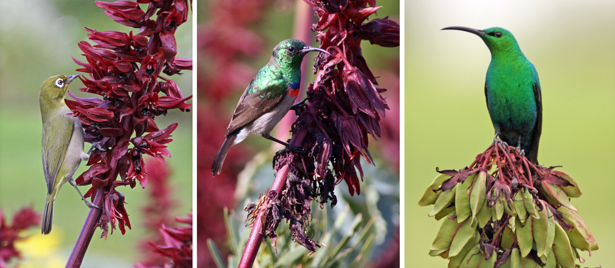  I fiori producono un abbondante nettare che attira gli uccelli che si nutrono di nettare, tra cui silvereye (L), sunbird doppio-colalred (C) e malachite sunbird (R).