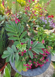 Pair honeybush in containers with red or purple flowers and plants with fine-textured leaves.