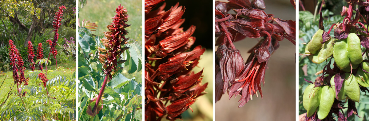 The tall spike-like racemes (L and LC) have numerous crimson flowers (C and RC). The flowers are followed by pale green seed pods (R).