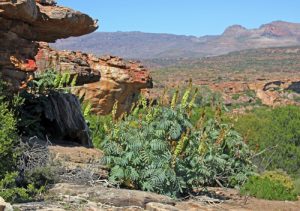 Melianthus major in habitat in the Cedarberg Mountains near Clanwilliam, South Africa.