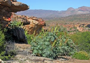 Melianthus major i livsmiljö i Cedarbergbergen nära Clanwilliam, Sydafrika.