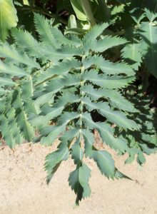 The blue, pinnate leaves have leaflets with sharply serrated margins.