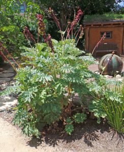 Melianthus major este un arbust fraged cultivat pentru frunzele sale atractive.