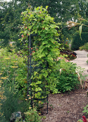 When grown on a trellis scarlet runner beans offer a vertical element in the ornamental garden.= = descrição = = quando cultivada em um feijão-escarlate oferece um elemento vertical no jardim ornamental.