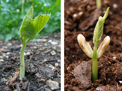 Scarlet runner bean seedling (L) and common bean (P. vulgaris) seedling (R). Note the absence of visible cotyledons for the runner bean (L) compared to the large whitish cotyledons below the first true leaves of the common bean (R).
