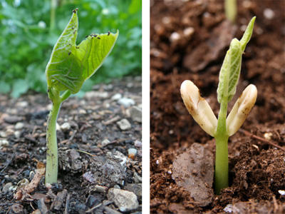 Scarlet runner bean seedling (L) and common bean (P. vulgaris) seedling (R). Note a ausência de cotilédones visíveis para o feijão-escamudo (L) em comparação com os grandes cotilédones esbranquiçados abaixo das primeiras folhas verdadeiras do feijão-comum (R).plântulas (L) e plântulas (P. vulgaris). Note a ausência de cotilédones visíveis para o feijão-escamudo (L) em comparação com os grandes cotilédones esbranquiçados abaixo das primeiras folhas verdadeiras do feijão-comum (R).